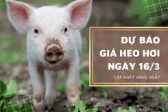 Dự báo giá heo hơi ngày 16/3: Xu hướng tăng sẽ tiếp diễn tại nhiều tỉnh, thành?