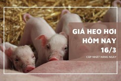Giá heo hơi hôm nay 16/3: Duy trì đà tăng tại nhiều địa phương