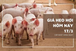 Giá heo hơi hôm nay 17/3: Xu hướng tăng sẽ tiếp diễn tại các khu vực trên cả nước tuần sau?