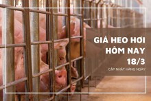 Giá heo hơi hôm nay 18/3: Từ 56.000 đồng/kg đến 61.000 đồng/kg
