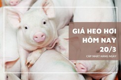 Giá heo hơi hôm nay 19/3: Đi ngang tại nhiều địa phương