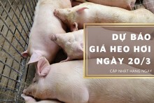 Dự báo giá heo hơi ngày 20/3: Các địa phương điều chỉnh tăng?