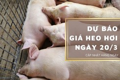 Dự báo giá heo hơi ngày 20/3: Các địa phương điều chỉnh tăng?
