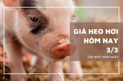 Giá heo hơi hôm nay 3/3: Thị trường tiếp tục giảm trong tuần tới?
