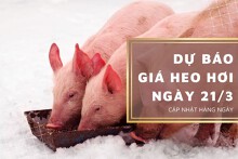 Dự báo giá heo hơi ngày 21/3: Xu hướng tăng duy trì ở nhiều địa phương?