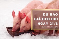 Dự báo giá heo hơi ngày 21/3: Xu hướng tăng duy trì ở nhiều địa phương?
