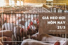 Giá heo hơi hôm nay 21/3: Tiếp đà tăng thêm từ 1.000 đồng/kg đến 2.000 đồng/kg
