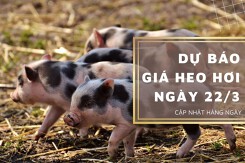 Dự báo giá heo hơi ngày 22/3: Các tỉnh thành tiếp đà đi lên?
