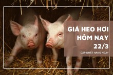 Giá heo hơi hôm nay 22/3: Tiếp đà tăng thêm 1.000 đồng/kg