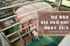 Dự báo giá heo hơi ngày 23/3: Xu hướng tăng vẫn tiếp diễn ở nhiều nơi?