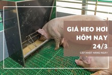Giá heo hơi hôm nay 24/3: Cả ba miền tiếp đà đi lên?