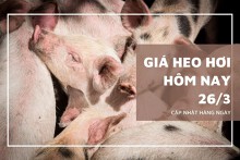 Giá heo hơi hôm nay 26/3: Không quá nhiều biến động, cao nhất 62.000 đồng/kg