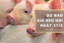 Dự báo giá heo hơi ngày 27/3: Duy trì xu hướng tăng trên diện rộng?