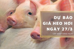 Dự báo giá heo hơi ngày 27/3: Duy trì xu hướng tăng trên diện rộng?