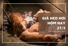 Giá heo hơi hôm nay 27/3: Giảm trở lại ở khu vực phía Bắc