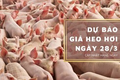 Dự báo giá heo hơi ngày 28/3: Xu hướng giảm tiếp tục ở một vài nơi?