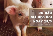 Dự báo giá heo hơi ngày 29/3: Các địa phương tiếp đà đi xuống?