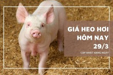 Giá heo hơi hôm nay 29/3: Giảm nhẹ 1.000 đồng/kg ở nhiều địa phương