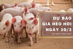 Dự báo giá heo hơi ngày 30/3: Thị trường vẫn tiếp đà giảm nhẹ?