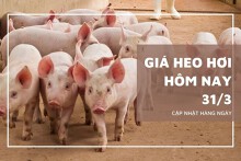 Giá heo hơi hôm nay 31/3: Thị trường biến động trái chiều trong tuần tới?