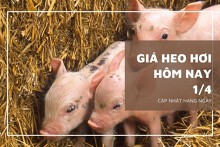 Giá heo hơi hôm nay 1/4: Duy trì ổn định đầu tuần