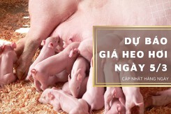Dự báo giá heo hơi ngày 5/3: Các địa phương tăng giảm không đồng nhất?