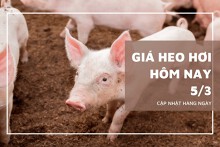Giá heo hơi hôm nay 5/3: Tăng cao nhất 2.000 đồng/kg