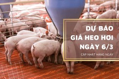 Dự báo giá heo hơi ngày 6/3: Xu hướng tăng vẫn tiếp diễn?