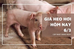 Giá heo hơi hôm nay 6/3: Tăng nhẹ 1.000 đồng/kg