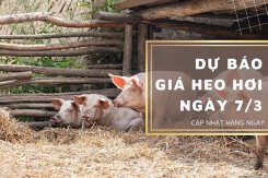 Dự báo giá heo hơi ngày 7/3: Thị trường sẽ tăng trở lại?