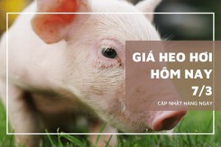 Giá heo hơi hôm nay 7/3: Tăng nhẹ ở khu vực phía Nam