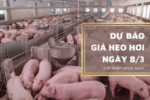 Dự báo giá heo hơi ngày 8/3: Thị trường tiếp tục tăng nhẹ?