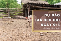 Dự báo giá heo hơi ngày 9/3: Xu hướng tăng nhẹ tiếp diễn ở nhiều nơi?