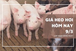 Giá heo hơi hôm nay 9/3: Từ 54.000 đồng/kg đến 58.000 đồng/kg