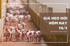 Giá heo hơi hôm nay 10/3: Xu hướng tăng sẽ tiếp diễn trong tuần sau?