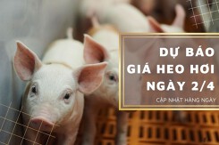Dự báo giá heo hơi ngày 2/4: Các địa phương giảm nhẹ?
