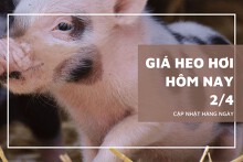 Giá heo hơi hôm nay 2/4: Trái chiều, mức giao dịch cao nhất 62.000 đồng/kg
