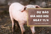 Dự báo giá heo hơi ngày (11/4) sẽ biến động nhẹ?