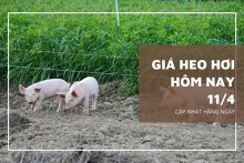 Thị trường giá heo hơi phía Nam ngày 11/4 biến động không đồng nhất