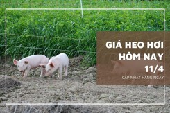 Thị trường giá heo hơi phía Nam ngày 11/4 biến động không đồng nhất