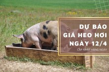 Dự báo giá heo hơi ngày 12/4, các địa phương có thể đi ngang?