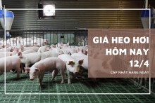 Ngày 12/4, giá heo hơi giảm nhẹ 1.000 đồng/kg ở miền Nam