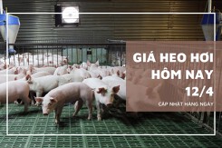 Ngày 12/4, giá heo hơi giảm nhẹ 1.000 đồng/kg ở miền Nam