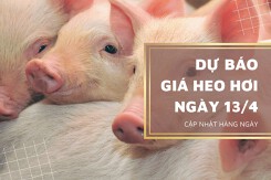Dự báo giá heo hơi ngày 13/4 có xu hướng tăng ở một vài nơi?