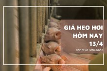 Giá heo hơi hôm nay 13/4 tăng trở lại ở nhiều địa phương