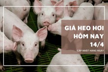 Ngày 14/4, giá heo hơi tiếp tục trái chiều trong tuần qua