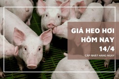Ngày 14/4, giá heo hơi tiếp tục trái chiều trong tuần qua