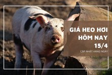 Giá heo hơi tăng rải rác 1.000 đồng/kg ở cả ba miền ngày 15/4