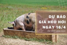 Dự báo giá heo hơi 16/4, thị trường tiếp đà tăng nhẹ?