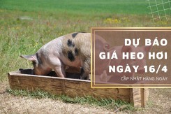 Dự báo giá heo hơi 16/4, thị trường tiếp đà tăng nhẹ?